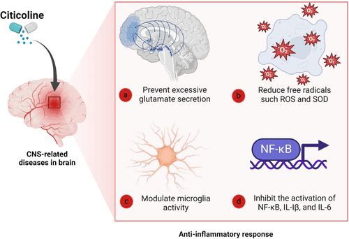US Cognitive Health Supply Update: Citicoline Demand & Price Dynamics