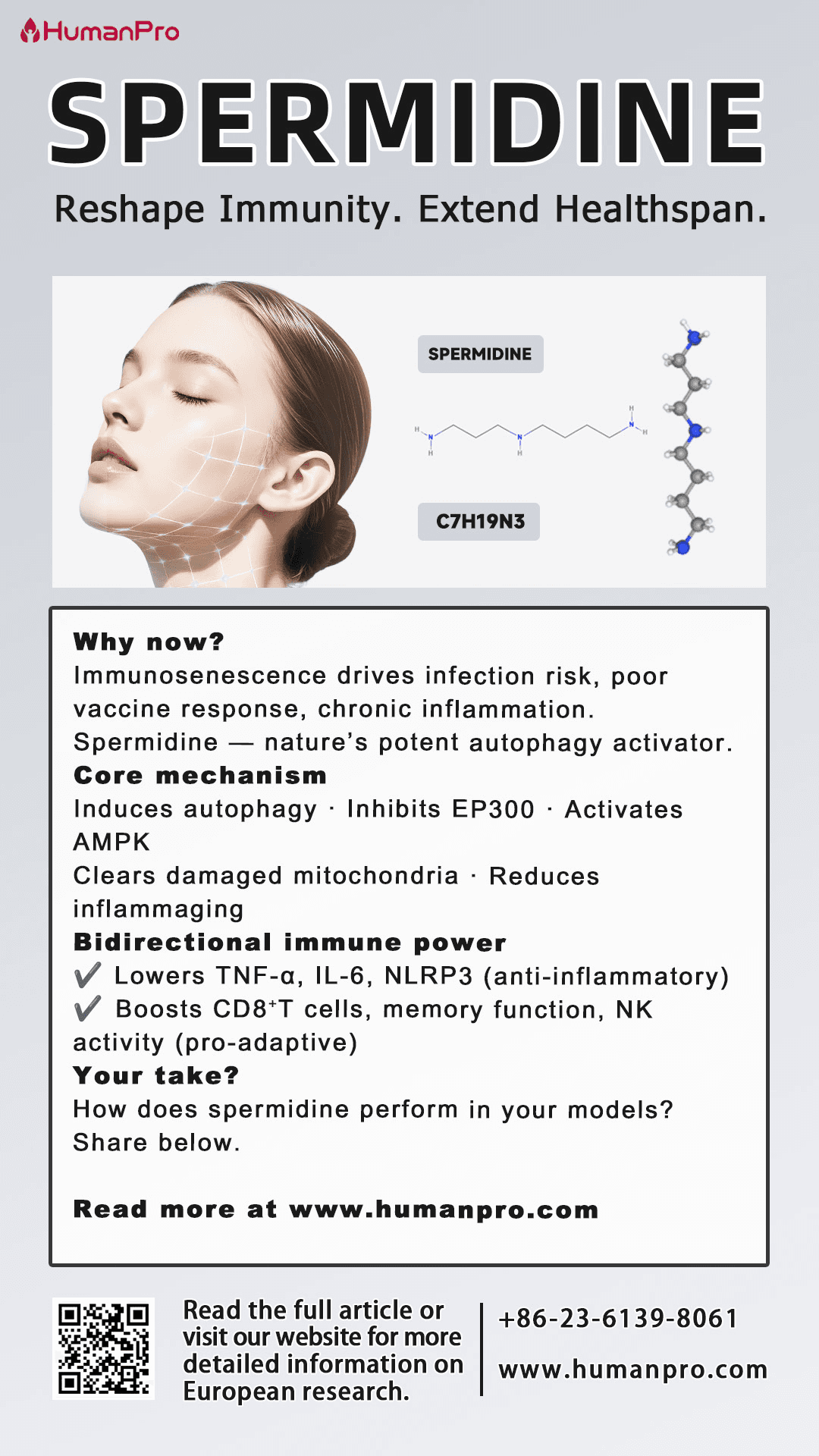 How Does Spermidine Reshape Immunity and Lifespan? 