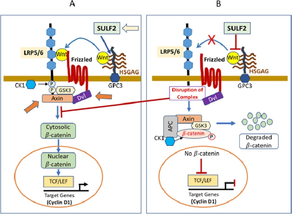 How to Make Flavonoids "Team Up" Against Inflammation?
