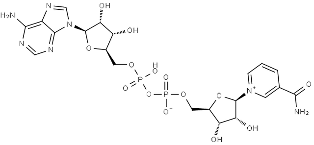 β-Nicotinamide adenine dinucleotide Struktur